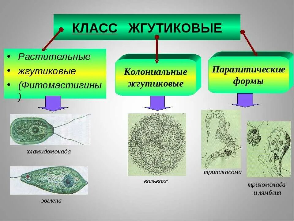 Тип простейшие класс жгутиковые. Одноклеточные животные жгутиконосцы. Тип простейшие класс жгутиковые представители. Сартико жгутиконосцы.