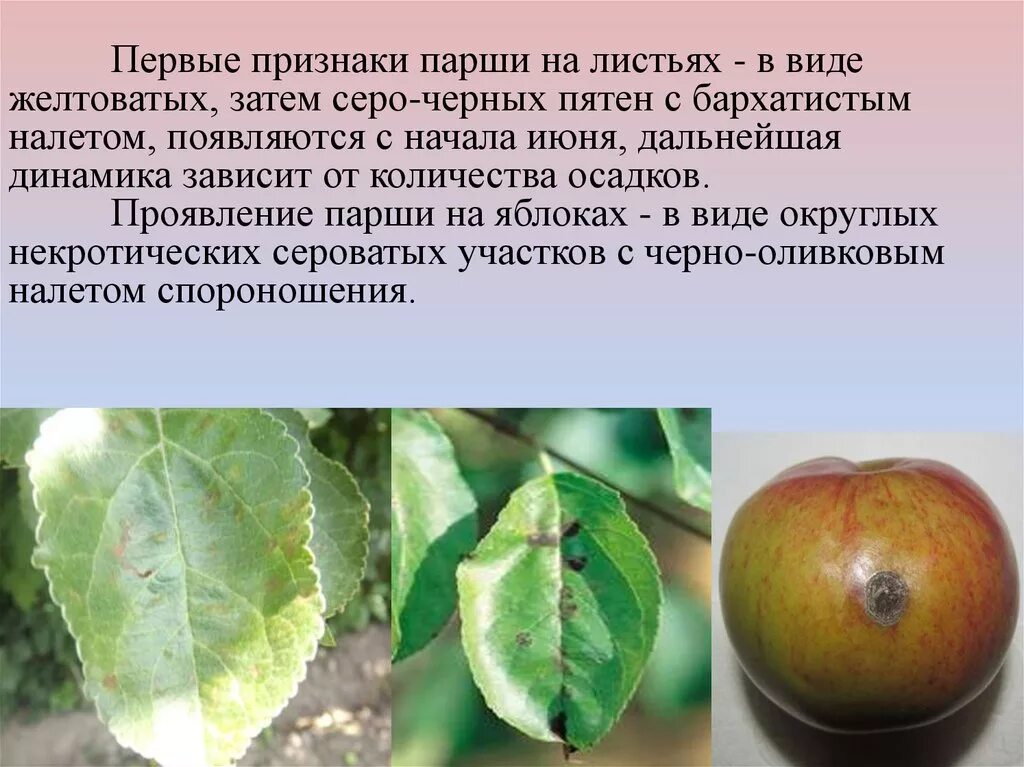 Порошистая парша картофеля. Парша растений. Груши зараженные паршой. Груша пораженная паршой. Парша яблони меры борьбы.