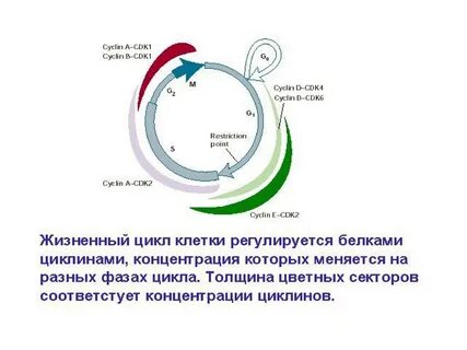 Какой этап самый продолжительный в жизни клетки