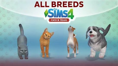 4 собаки 4 кошки