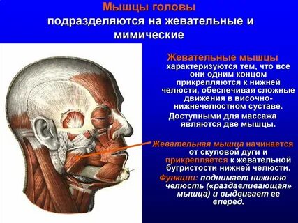 Основные группы мышц головы