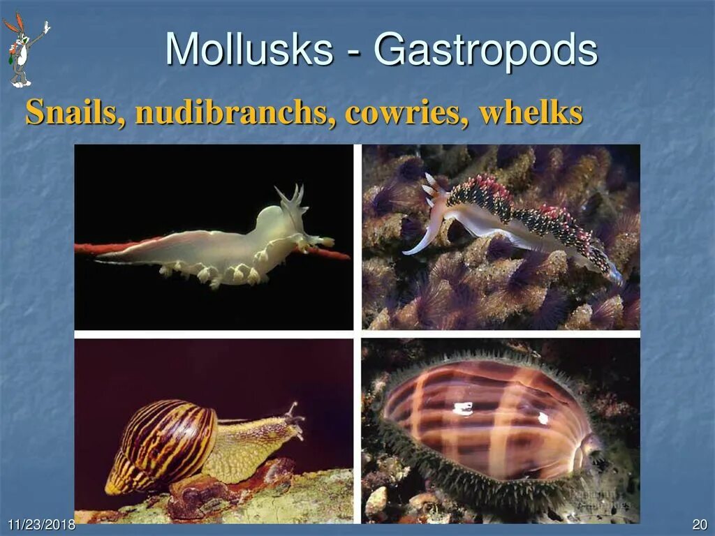 Морским моллюскам относятся. Среда обитания ракообразных. Беспозвоночные животные. Представители типа моллюсков. Беспозвоночные Тип моллюски.