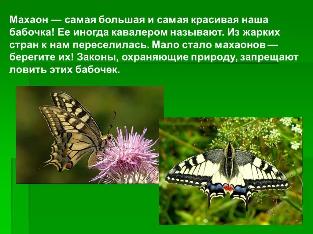 Бабочка махаон описание. Место обитания бабочки Махаон. Представители чешуекрылых насекомых. Махаон бабочка описание. Отряд чешуекрылые представители.