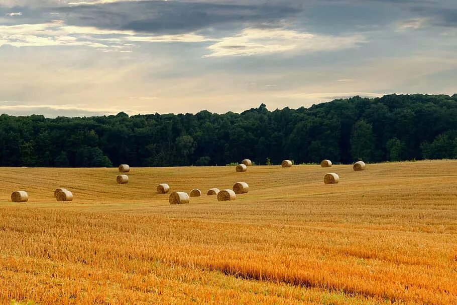 Поле жатва. Сбор урожая в поле. Стога сена тоскана. Яровой пшеницы уралосибирская 2. Два урожая с поля.