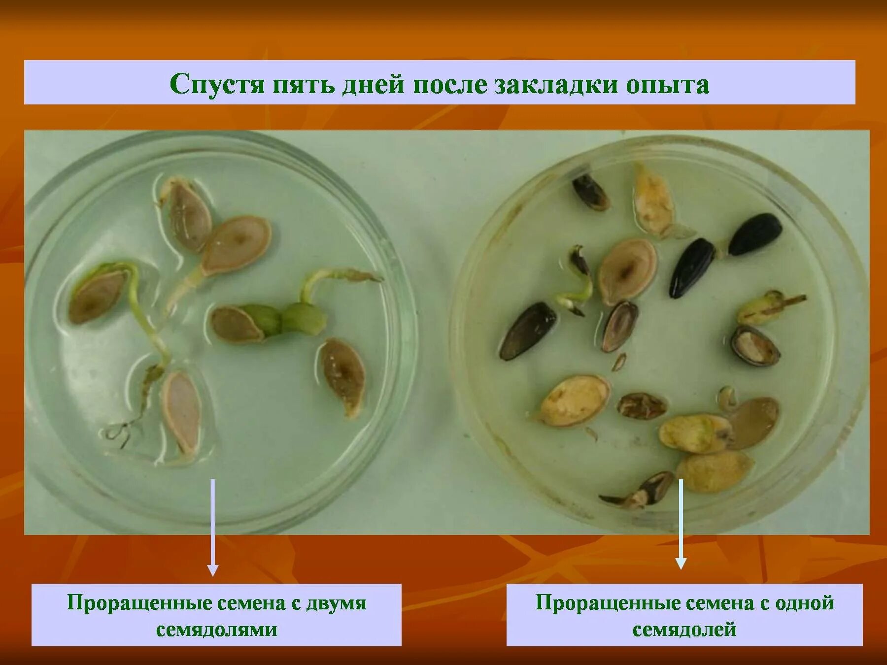 Практическая работа по теме прорастание семян. Семена фасоли эксперимент проращивание. опыт прорастание семян 6 класс биология. семена фасоли прорастание семян. семена фасоли прорастание.