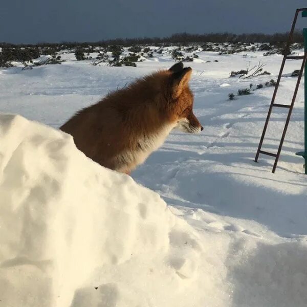 Там что сбежала