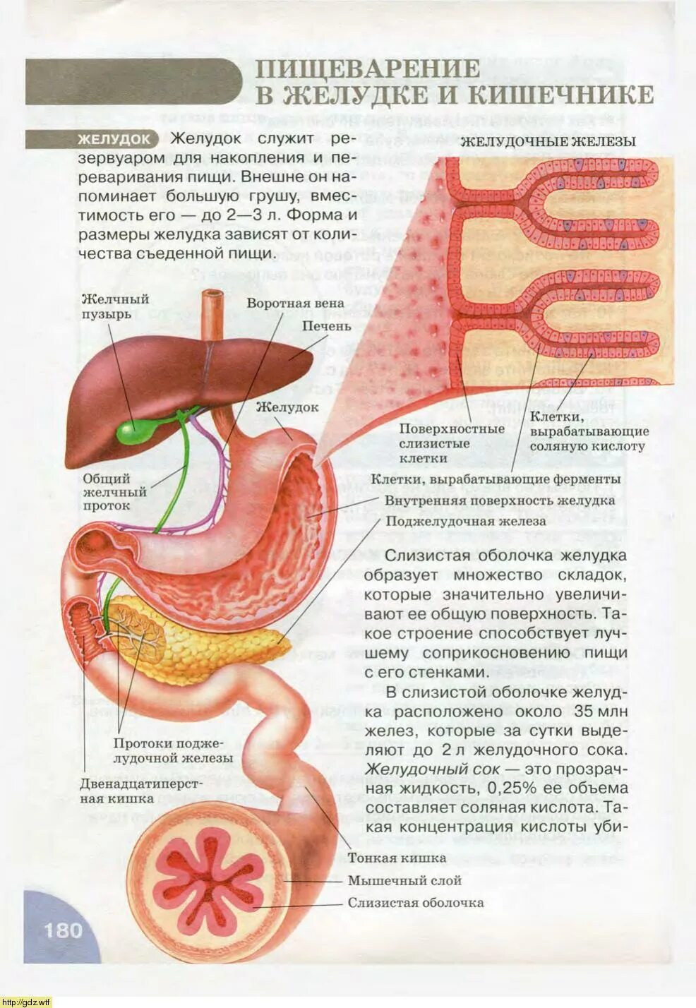 Повышенные желчные кислоты у собак
