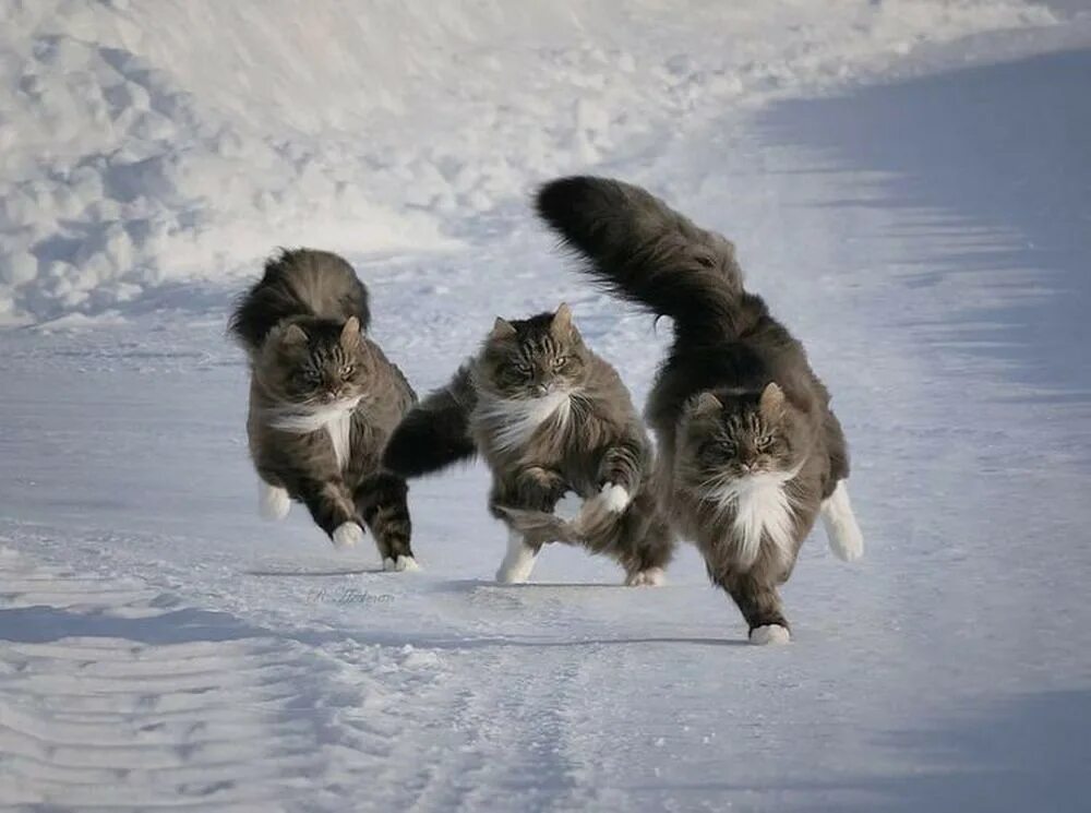 Котики бегают друг за другом. Кошачий забег. Кот бежит. Бег кошки.