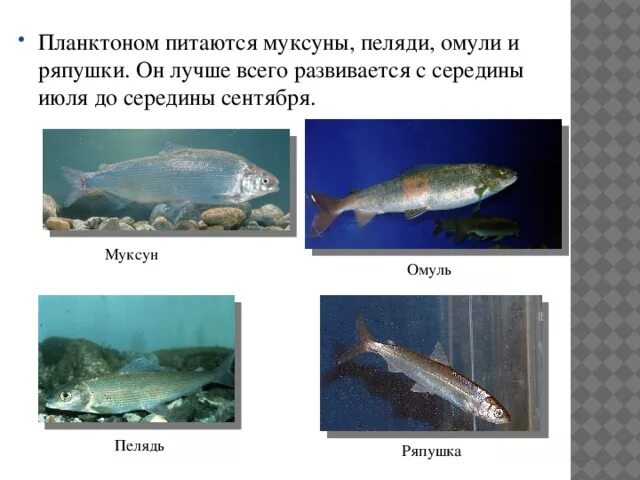 Байкальский омуль описание рыбы. Омуль байкальский и пелядь отличия. Омуль и хариус. Как отличить омуль от пеляди. Пелядь байкальская.