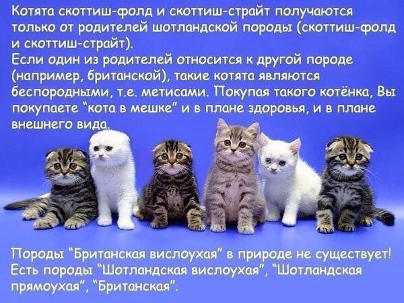 Отличие кошек. Вислоухие шотландцы и британцы разница. Котята от британского кота и шотландской кошки. Котёнок от шотландского кота. Британские вислоухие котята отличие от шотландских.