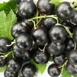 Давай черную смородину