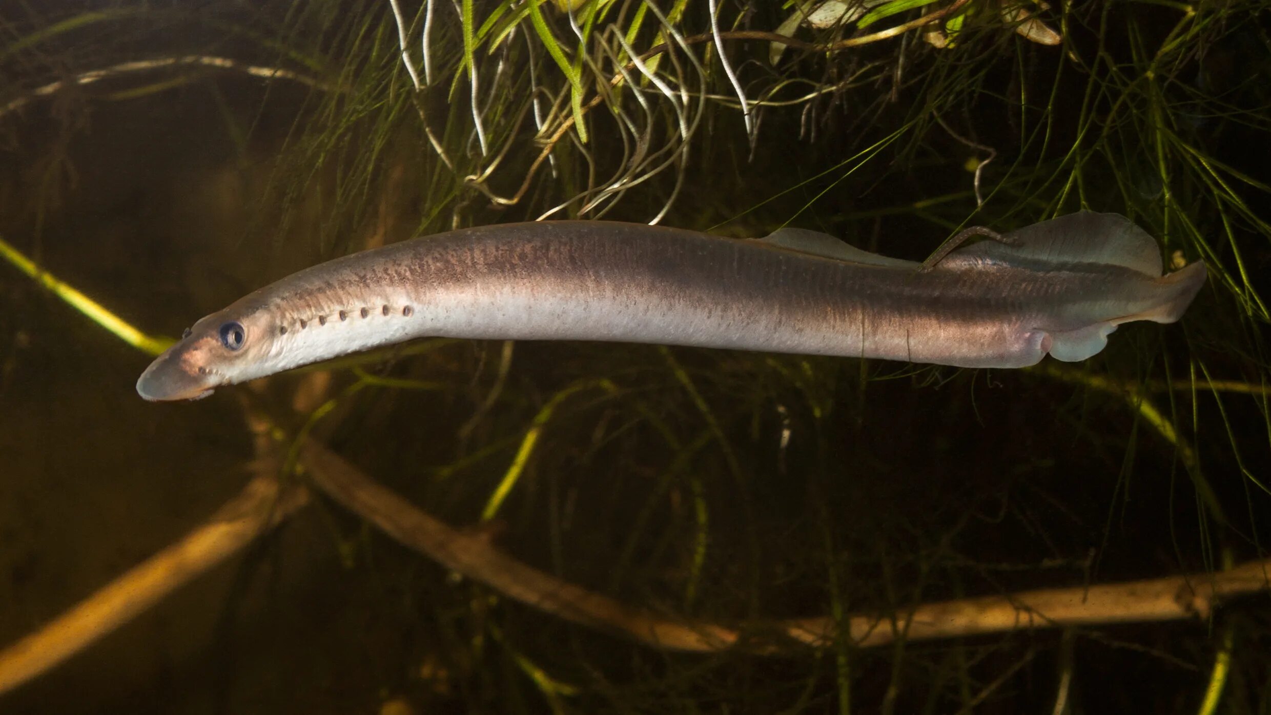 Вьюна угря. Вьюн угорь. Рыба вьюн малек. Астраханский угорь. Рыба вьюн пескарь.