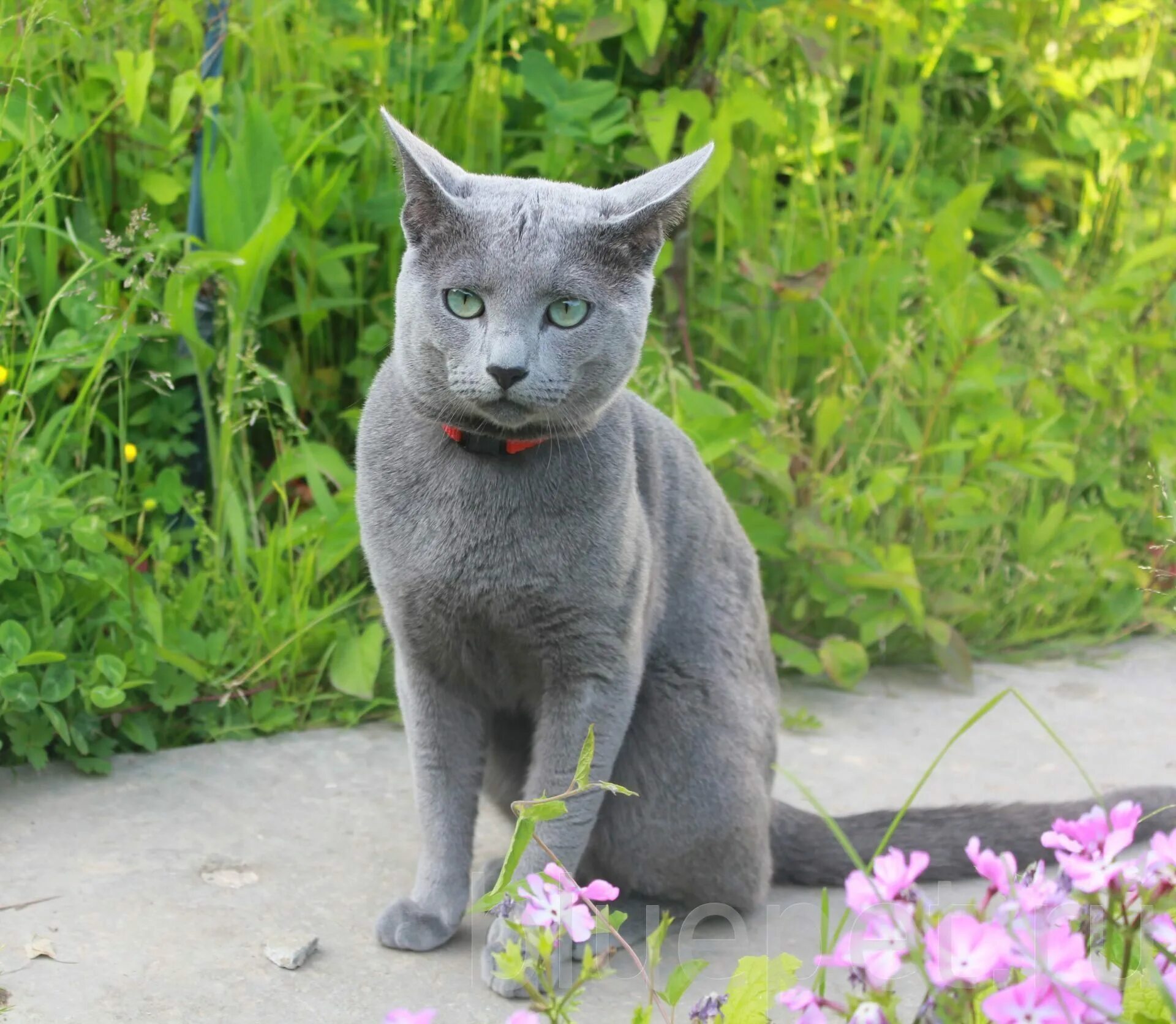 Сибирский голубая кошка короткошерстная. Сибирская голубая гладкошерстная. Кот породы русская голубая. Русская голубая кошка гладкошерстная. Порода голубых кошек