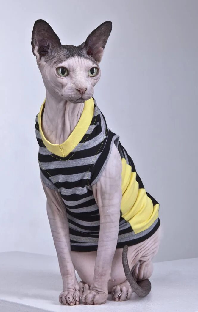 Канадский сфинкс. Одежда для лысых котов. Сфинкс в одежде. Сфинкс кошка в одежде. Кот на вб
