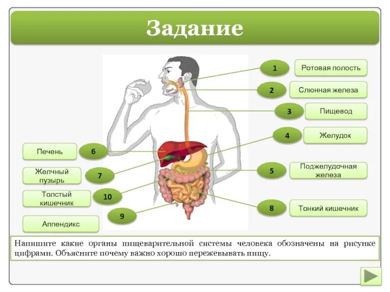 Установи какой орган обеспечивает. Схема пищеварительной системы человека по порядку. Пищеварительная система человека переваривание. Пищеварительная система и этапы пищеварения схема. Последовательность органов системы пищеварения человека.