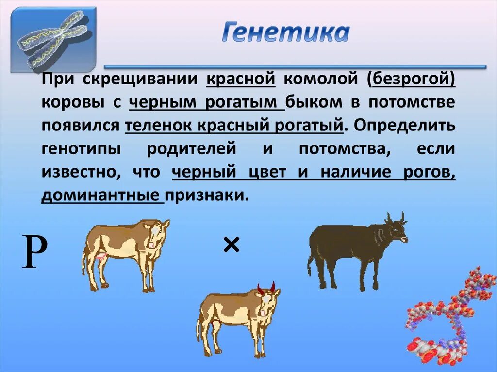 Задачи по генетике. Скрещивание коров. Задачи по биологии. Генетика коров. Гибридами называют организмы полученные при скрещивании