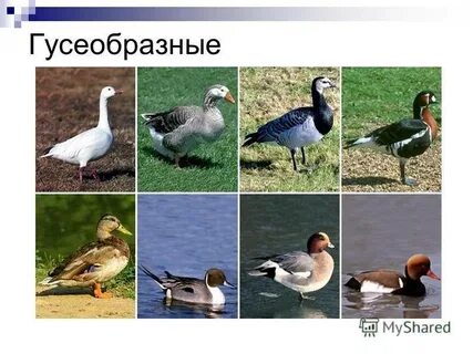 Гусеобразные приспособления