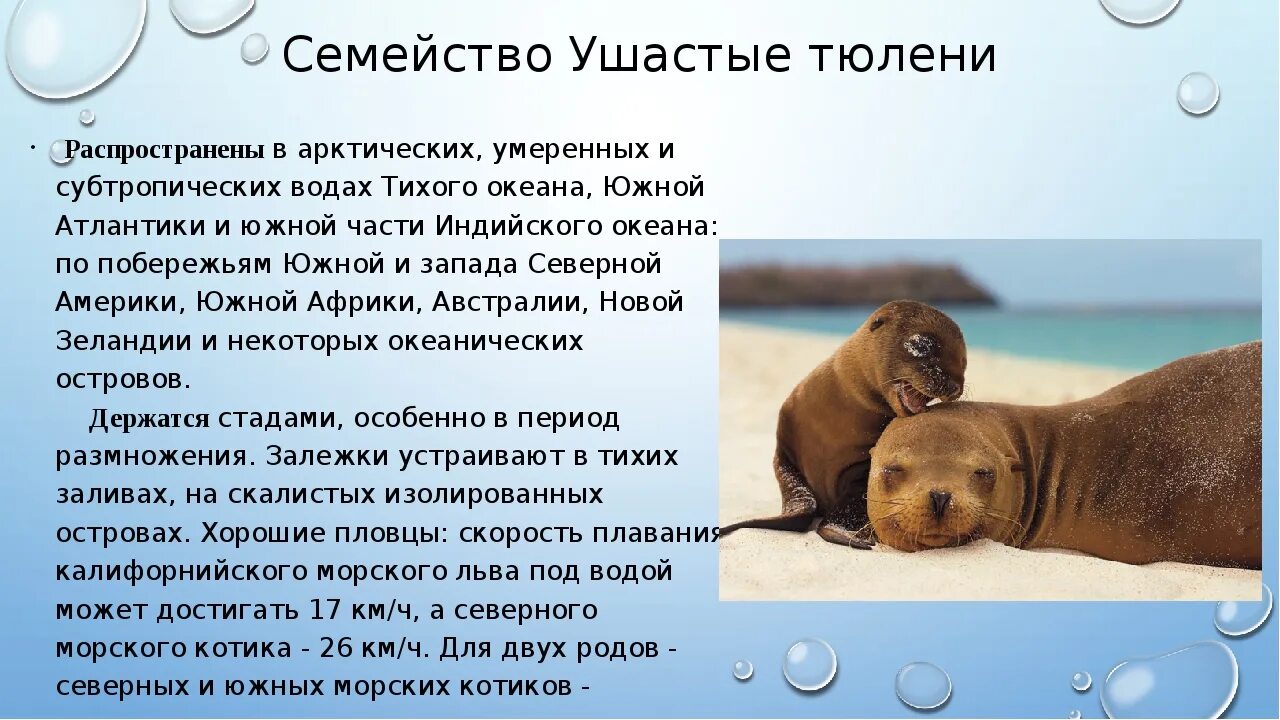 Значение выделенного слова ластоногих. Отряд ластоногие представители. среда обитания ластоногих. семейство ластоногих млекопитающих. семейство ушастые тюлени представители.