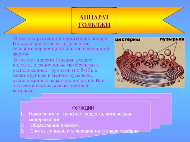 Какие формы мембранных структур образуют аппарат гольджи. Функции аппарата Гольджи в животной клетке. Аппарат Гольджи строение и функции мембран. Аппарат Гольджи клетки 5 класс функции.