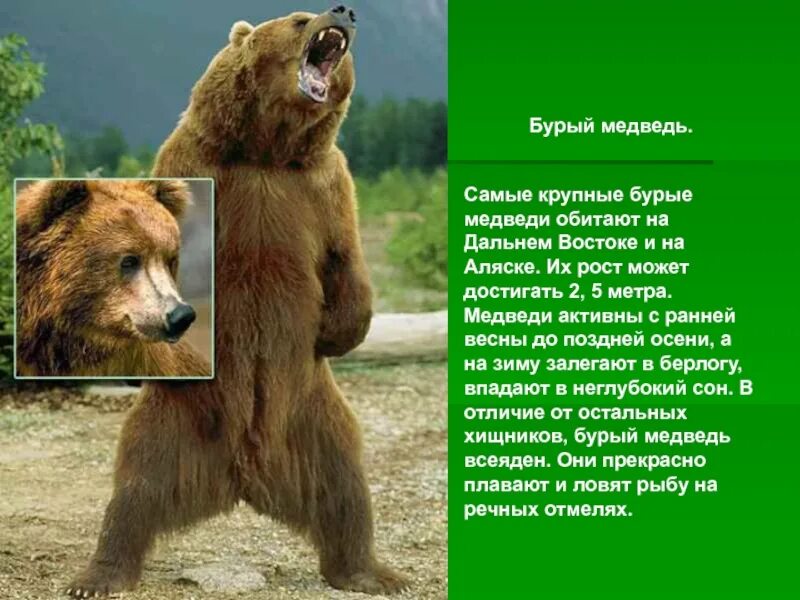 Описание любимой игрушки. Рассказ о любимой игрушке. Описание любимой игрушки. Сочленение про игрушку. Сочинение про игрушку мишку.