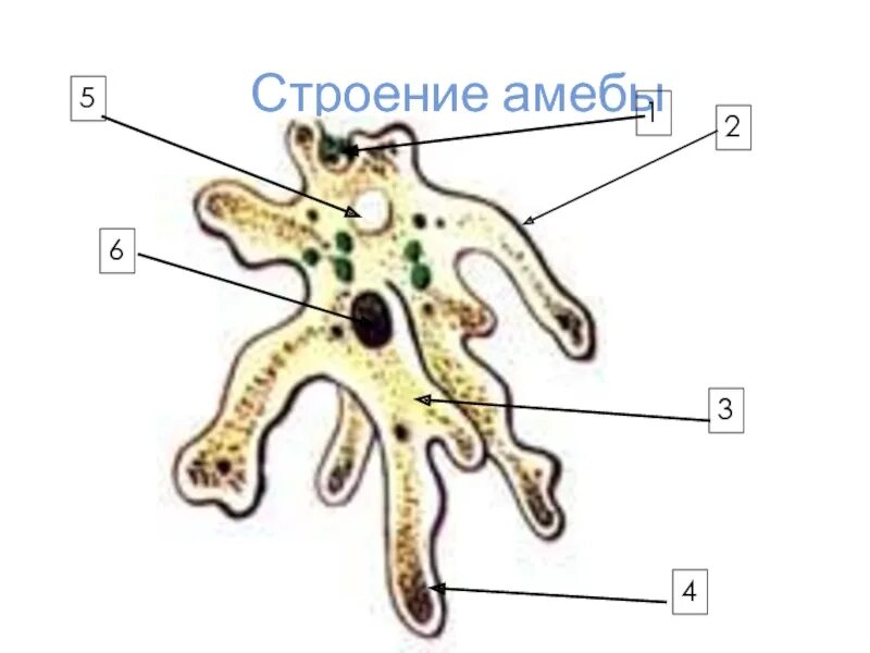Амеба является самостоятельным организмом. Строение амебы обыкновенной. ложноножки в виде человека. игра про амебу. амеба относится к корненожкам.