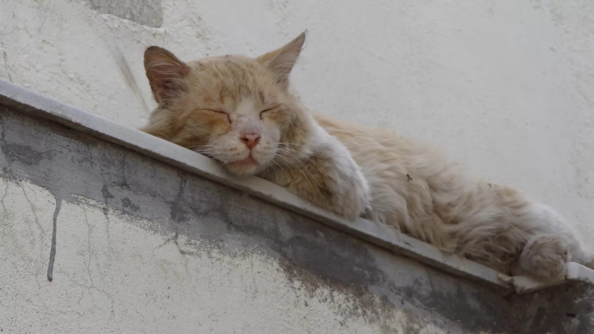 Once a cat. Падающий кот с подоконника. Кошка уронила цветок с подоконника примета.