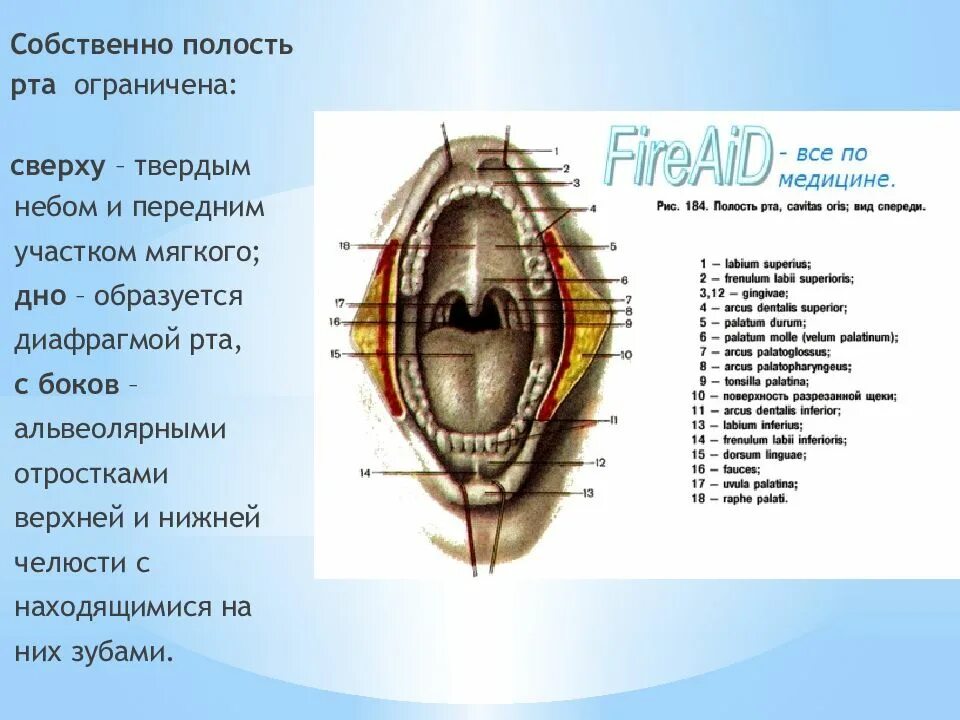 Диафрагму рта образуют. Собственно полость рта ограничена спереди:. собственно полость рта ограничена сверху. полость рта отграничена. собственно ротовая полость ограничена.