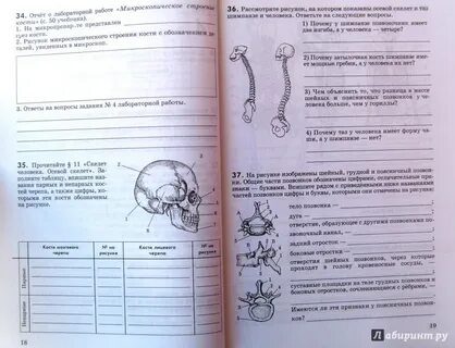 Биология 8 класс страница 41