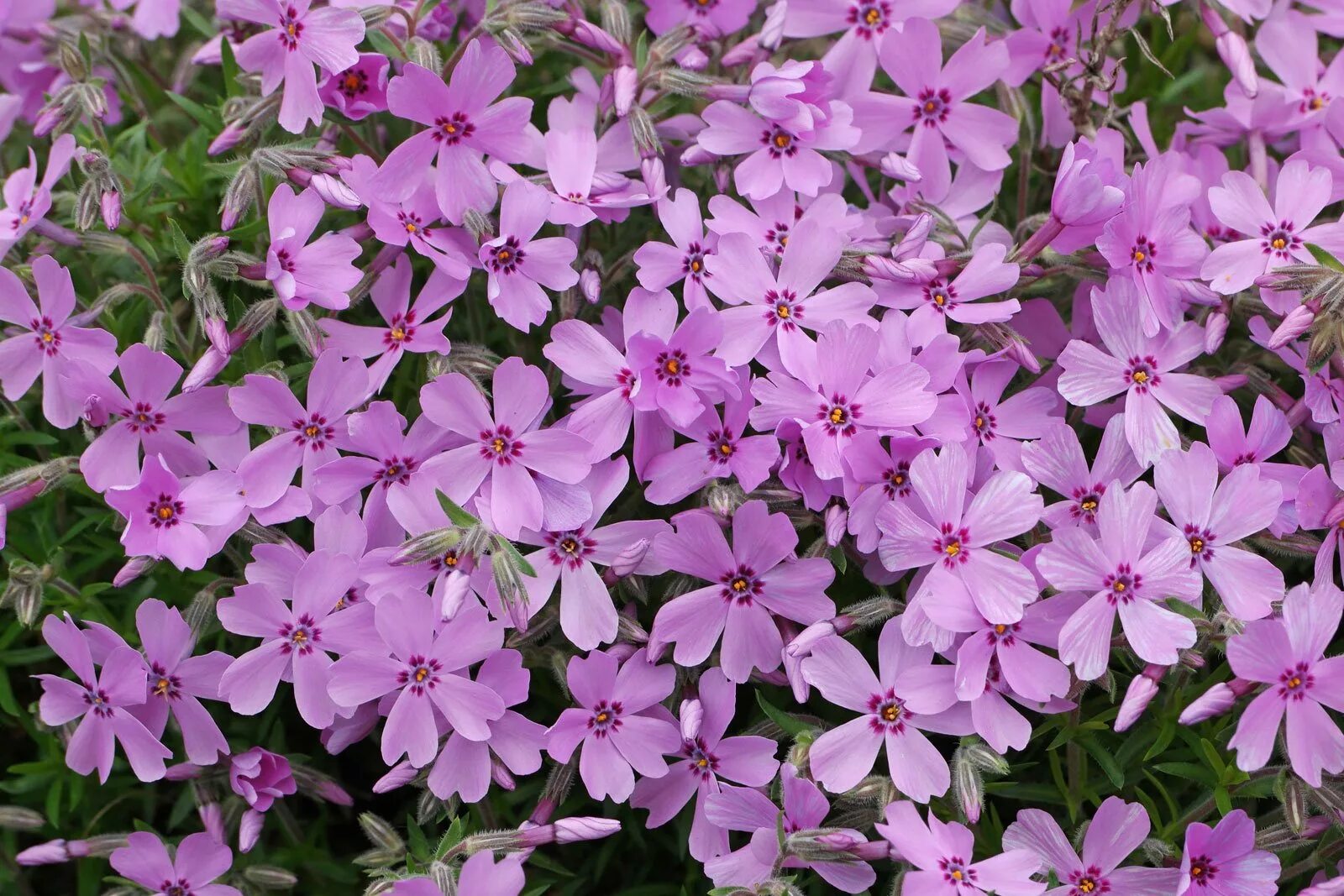 Флокс шиловидный. Флокс шиловидный линденталь. Флокс шиловидный atropurpurea. Флокс шиловидный вилсон. Шиповидные флоксы.