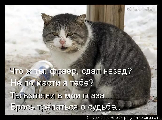 А ты взгляни в мои глаза. С утра выпил весь день свободен. С утра выпил весь день. Утром выпил день свободен. Фраер сдал назад.