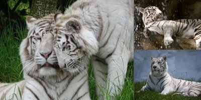 амурский тигр белый