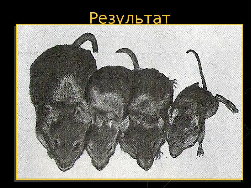 Увеличить мышь размер. Первые трансгенные мыши. трансгенная мышь с геном роста. трансгенные мыши с крысой. геном крысы.