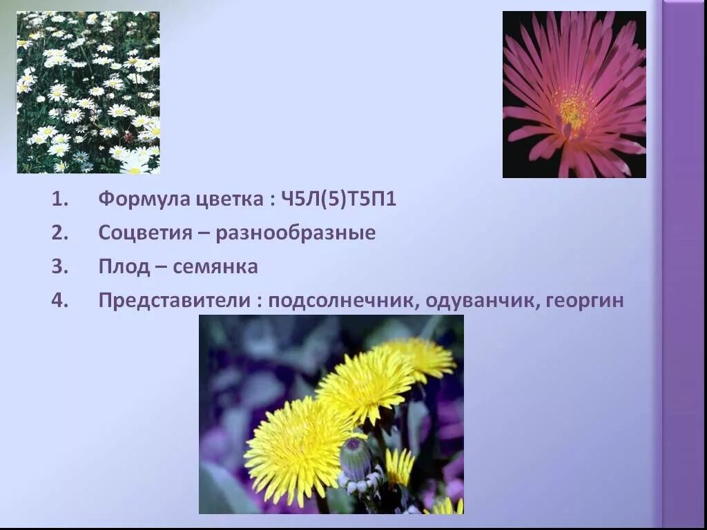 Ч5л5т бесконечность п бесконечность к какому. Формула цветка. Цветочные формулы. Соцветие семянка.