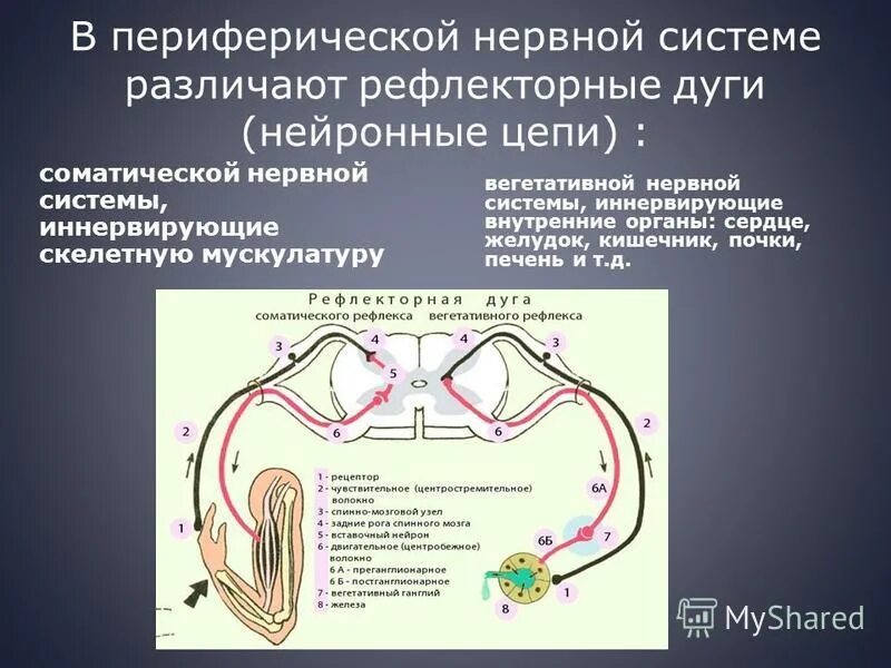 Схема рефлекторной дуги вегетативной нервной системы. Рефлекторная дуга соматического рефлекса. Рефлекс ЕГЭ рефлекторная дуга. Периферическая и соматическая нервная система. Рефлекторное течение