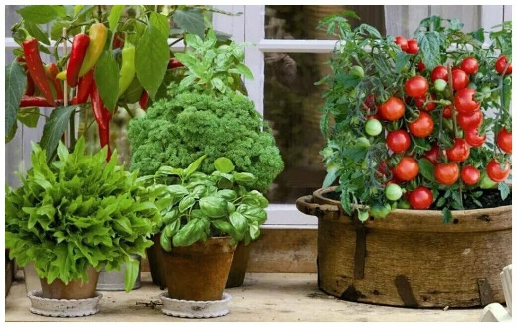 овощи на подоконнике. помидорки черри на подоконнике. домашний огород на подоконнике. овощи на подоконнике. томаты черри в кашпо.