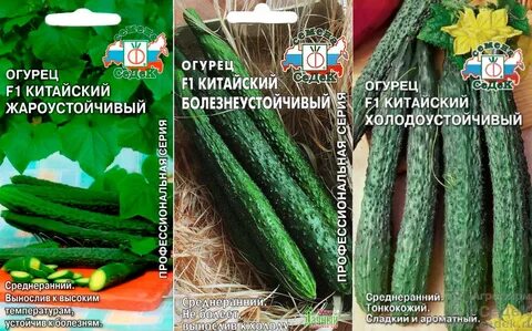 Лучшие сорта китайского огурца
