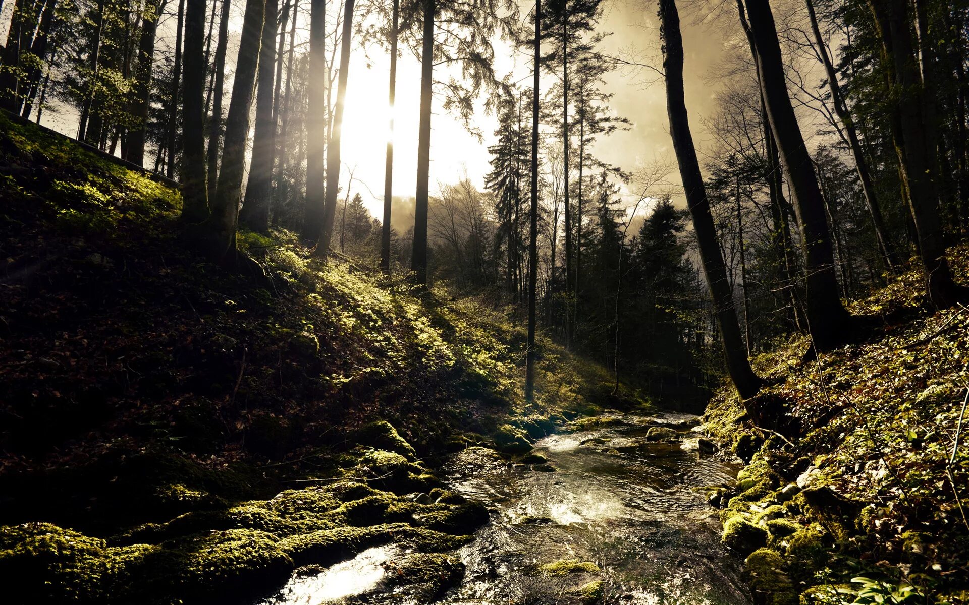 Dense forest