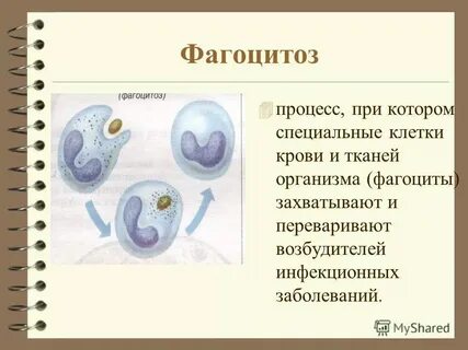 Способны к фагоцитозу амебоидному движению