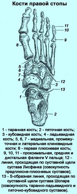 Общее число фаланг стопы. Рис 4 кости стопы. строение костей стопы.