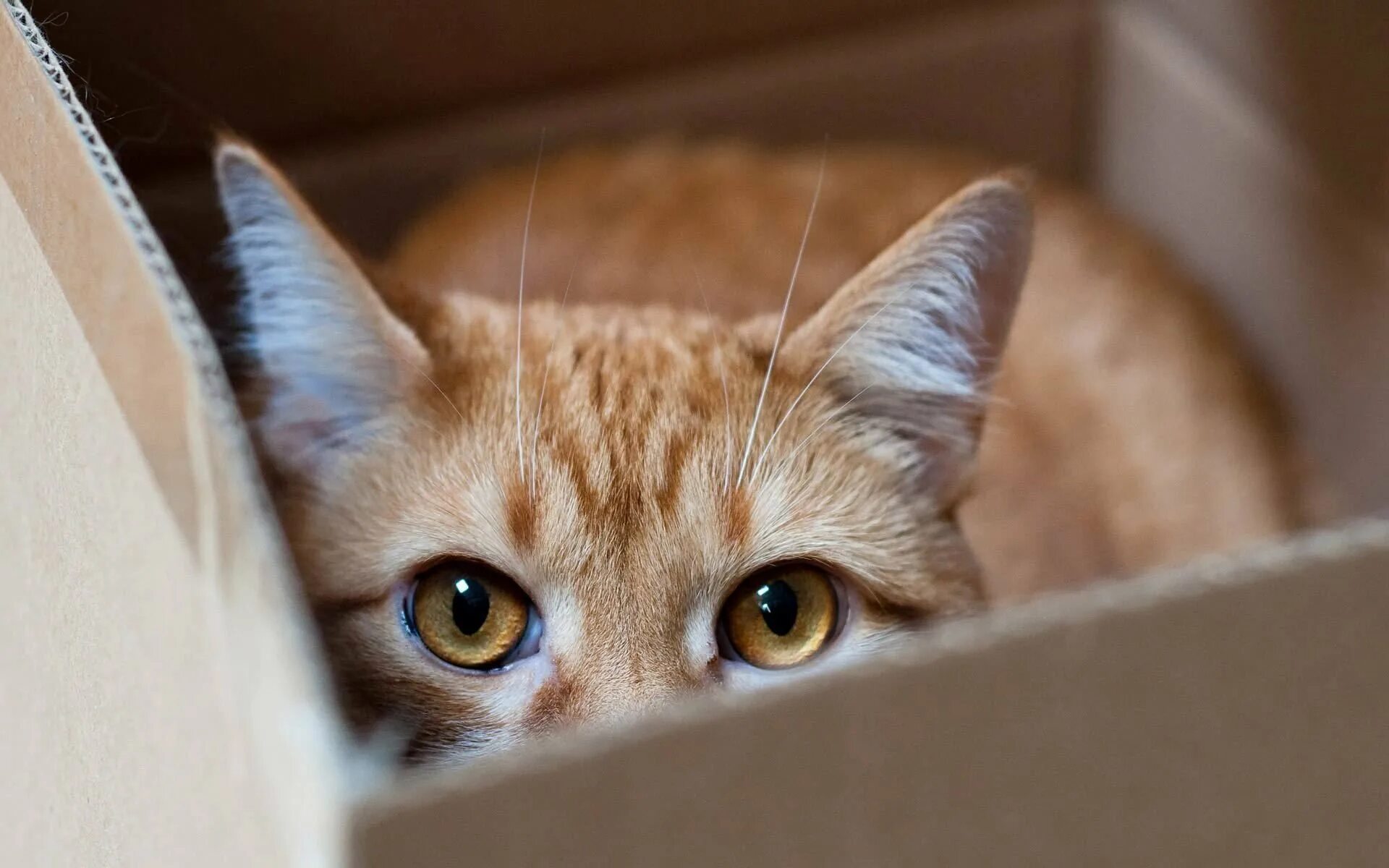 Почему кот прячется. Котики. любопытная кошка. рыжий котенок любопытный. обои с котиками.