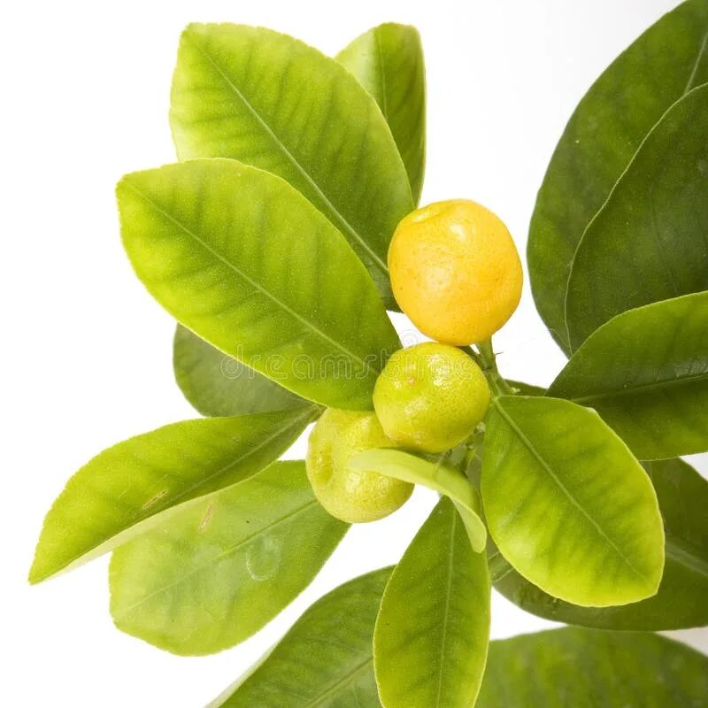 Citrus leaves. Гоммоз цитрусовых. Листья лимона на белом фоне. Курчавость у цитрусовых. Каламондин листья.