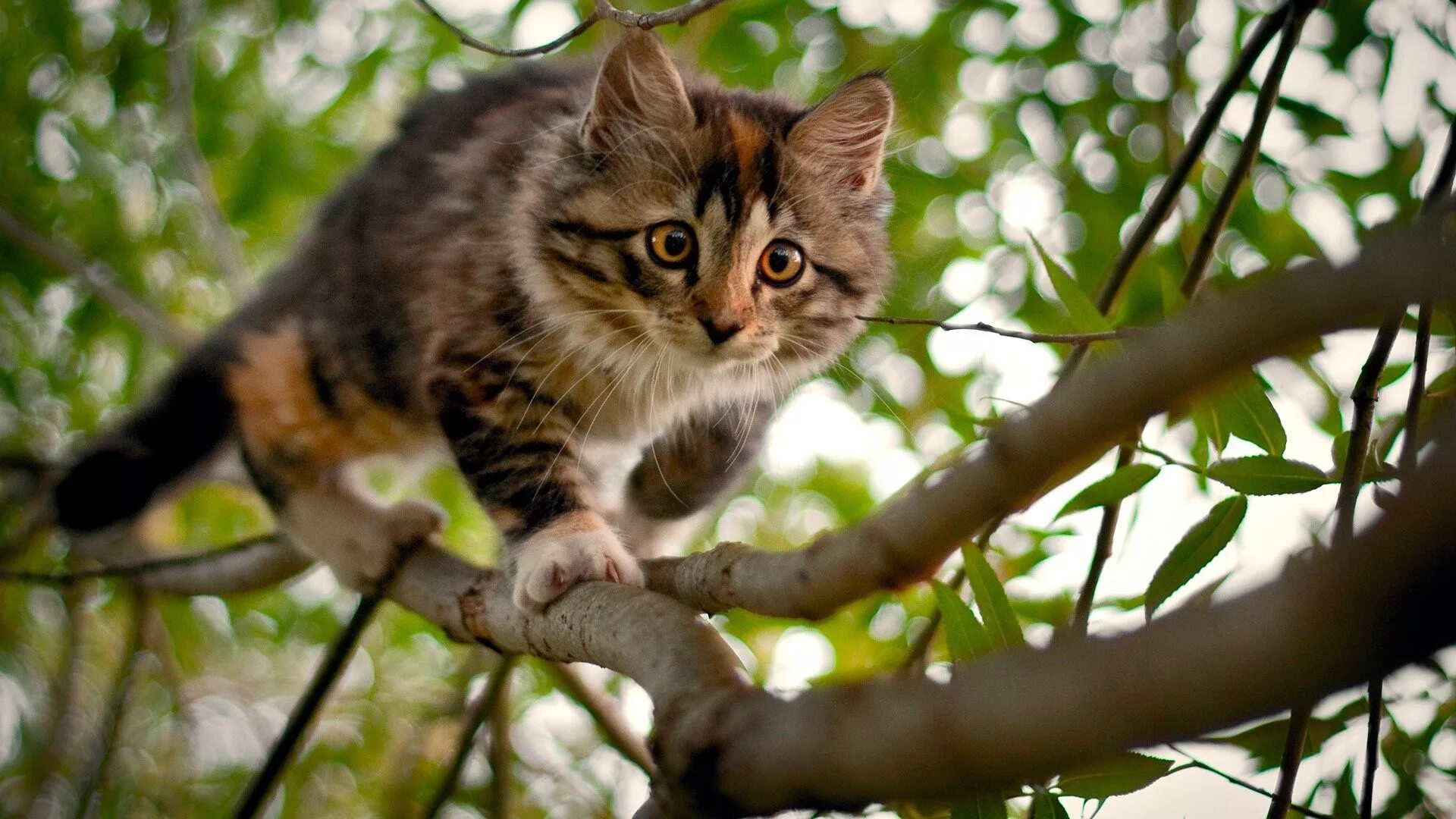 Кошка дерево цветы. Кошки. Кошки на дереве. Обои на рабочий стол коты. Кошнски на ралочий стол.