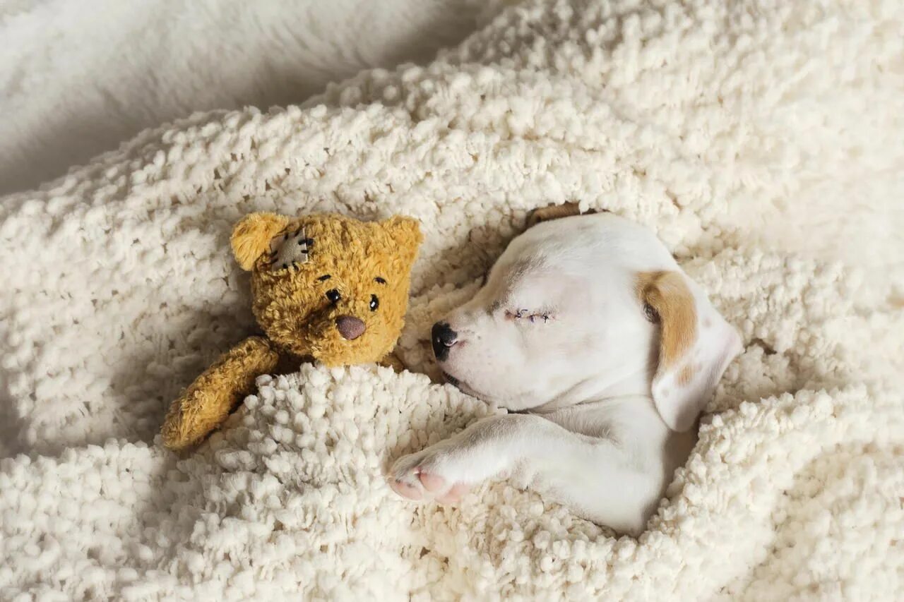 Спать игрушки одеяло. Спящие щенки. Спящий щенок. Спящие милые зверюшки.