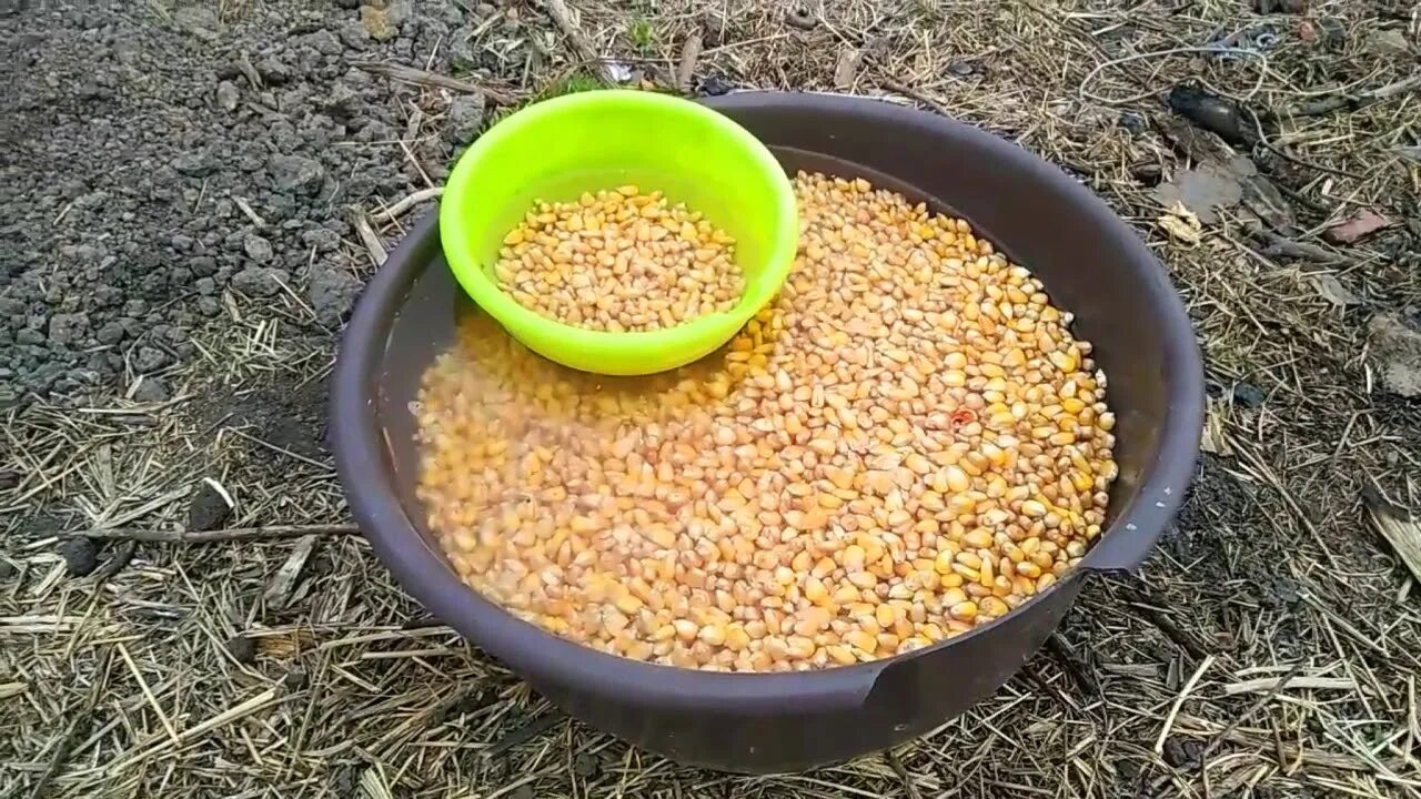 Замачивать ли семена кукурузы перед посадкой. Замачиваем кукурузу. Прорастить кукурузу. Посеять кукурузу. Посадка кукурузы.