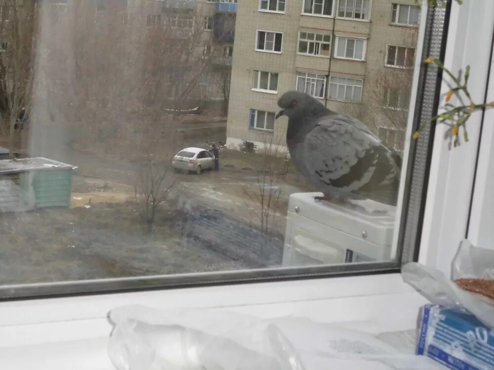 Гнездо голубя на балконе примета