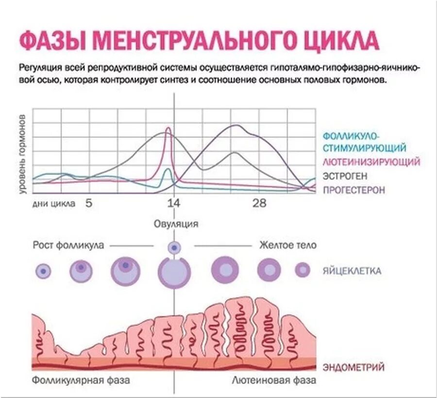 Можно забеременеть перед месячными за 5. Фазы цикла фолликулярная овуляторная лютеиновая. Толщина эндометрия 1 фаза менструационного цикла. Фазы менструационного цикла фолликулярная овуляторная лютеиновая. Женские половые гормоны в 1 фазу менструального цикла.