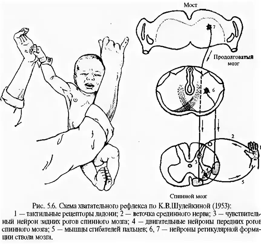 Рефлекс 30