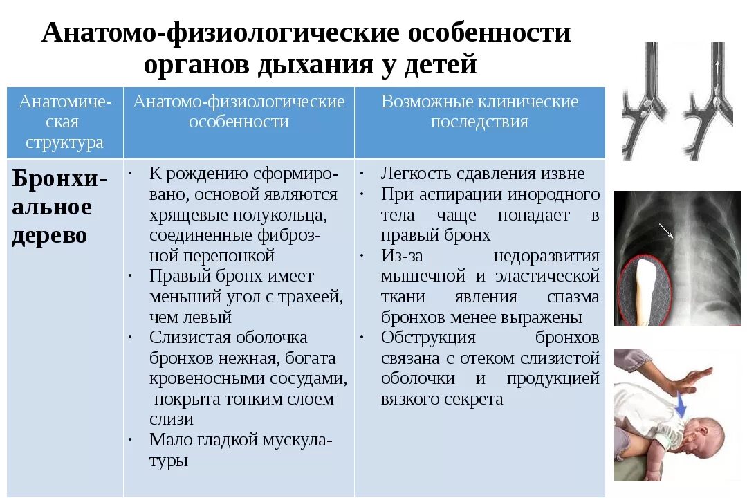 Анатомо физиологические особенности человека в подростковом возрасте. Анатомо-физиологические особенности дыхательной системы у детей. Анатомо-физиологические особенности органов дыхания у детей. Афо органов дыхания у детей. Анатомо-физиологические особенности органов.