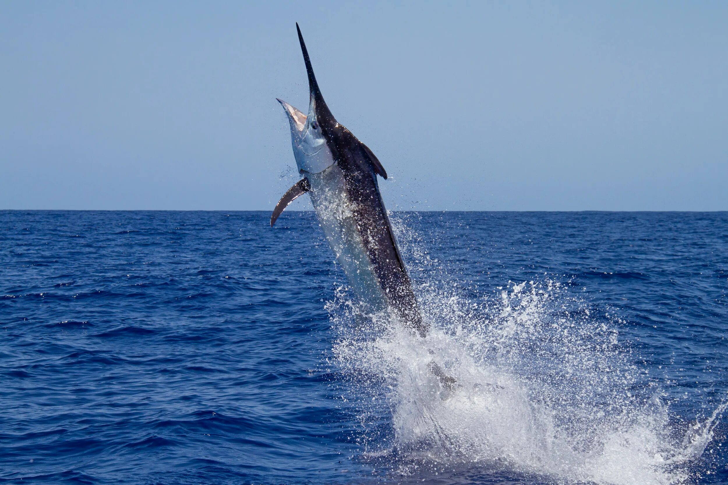 Marlin h