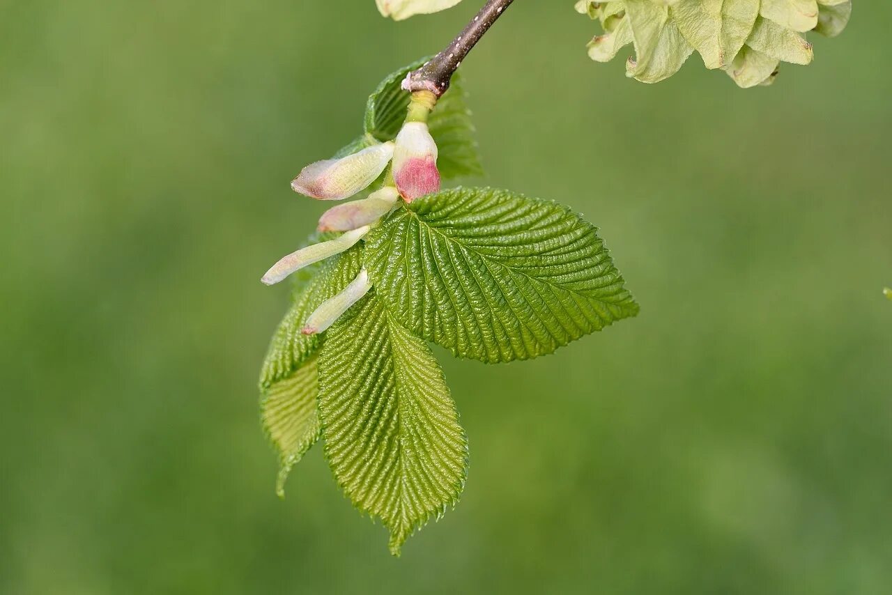 Цветущий клен дерево. Цветение клена. Клен остролистный файервью. Клен остролистный цветки. Цветение листвы.